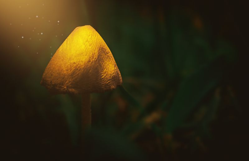 гриб, макро, природа Одинphoto preview