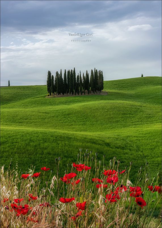 italy,san quirico d \\\\\\\' orcia,italia,маки,италия,тоскана,кипарисовая роща,toscana,весна,tuscany,cipressi,belvedere, Маки и кипарисыphoto preview