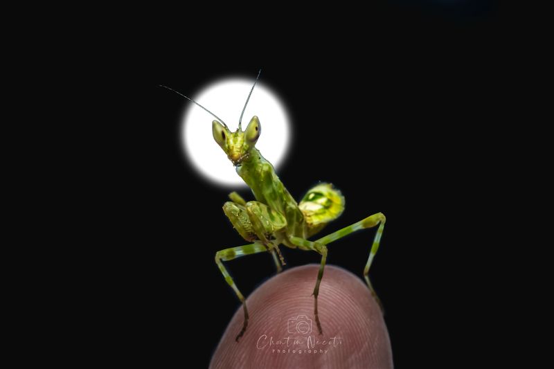 mantis, green, fing, moon, dark, black, animal, insect, nature, natural Mantisphoto preview