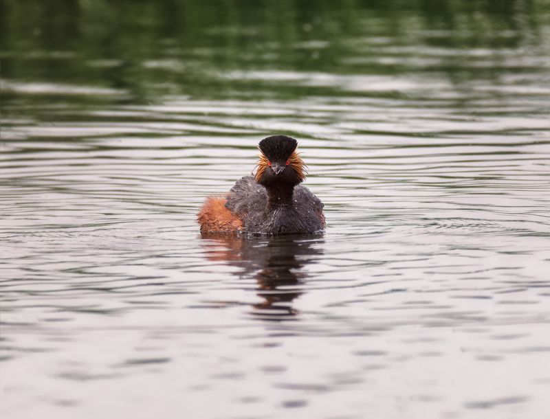 птица, водоплавающие, черношейная поганка, Черношейная поганка.photo preview