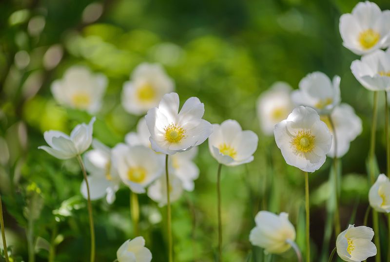 Летоphoto preview