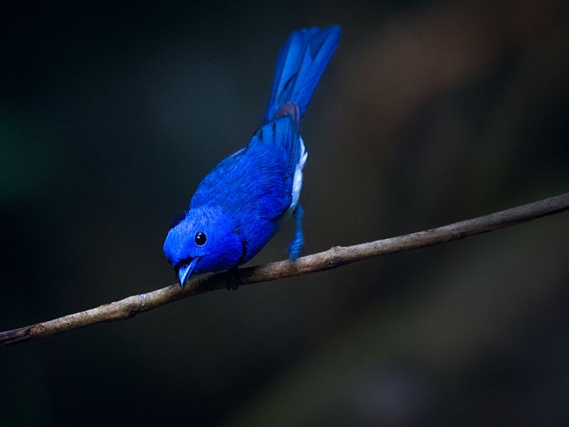hypothymis azurea Hypothymis azureaphoto preview
