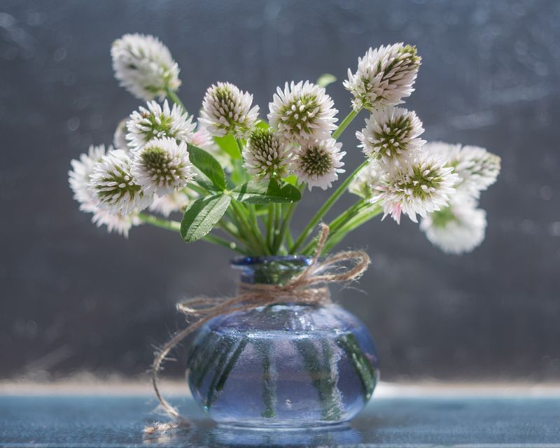 клевер,натюрморт,ставрополь,гелиос81н Клеверphoto preview