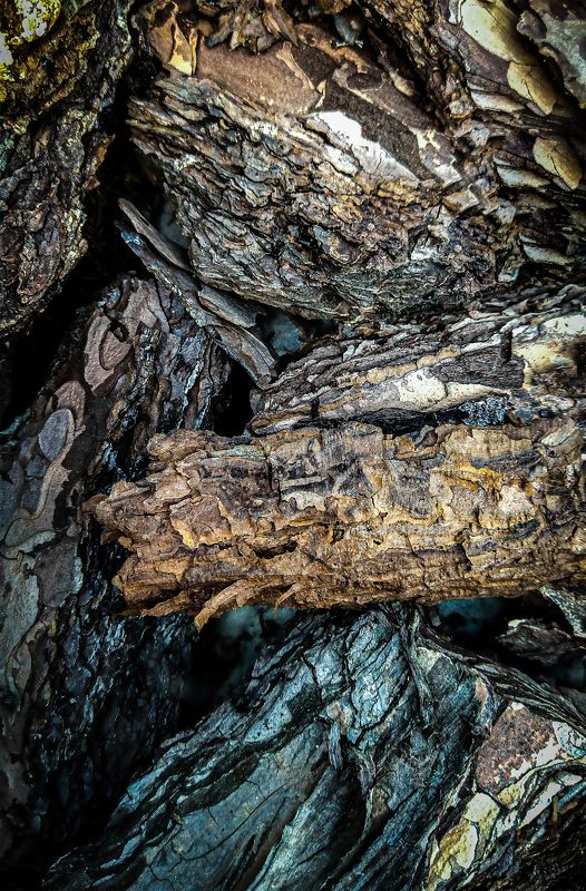 фон, текстура, фотография, вертикальная, дерево photo preview