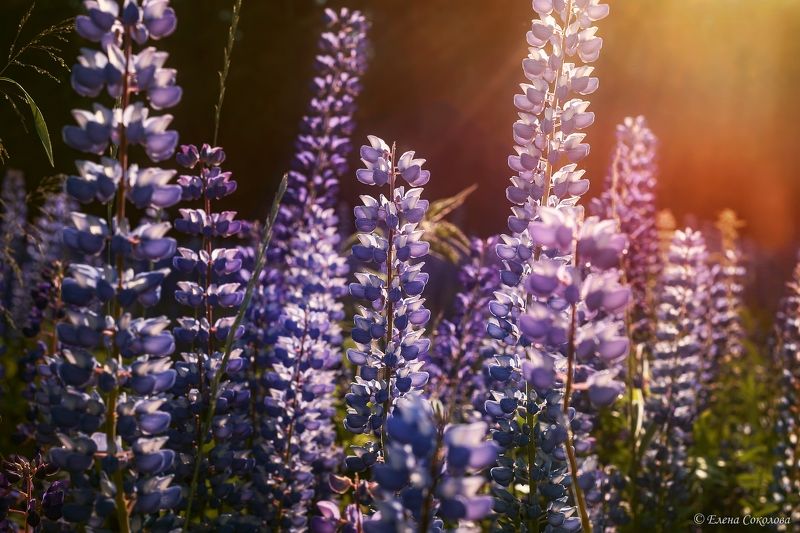 люпин, цветы, лето, луг, пейзаж, закат, капли дождя Люпиновый рай на закатеphoto preview