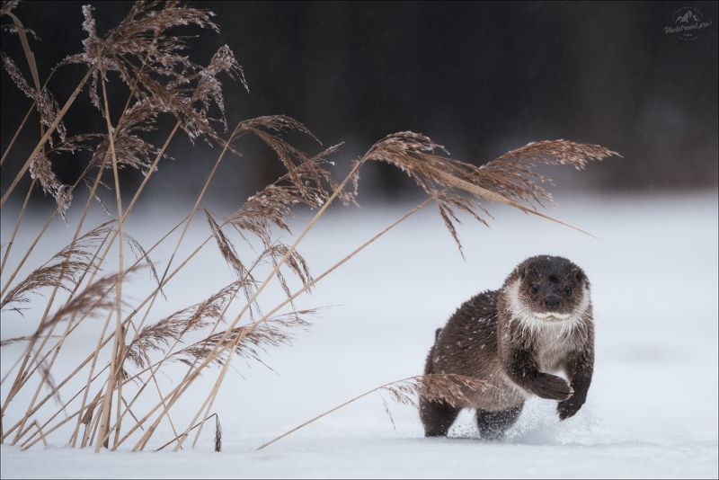 выдра, красный бор, фотоохота, otter Шумел камыш ..photo preview