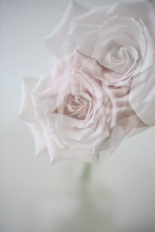 розы, цветы, портреты, природа, натюрморт, макро photo preview