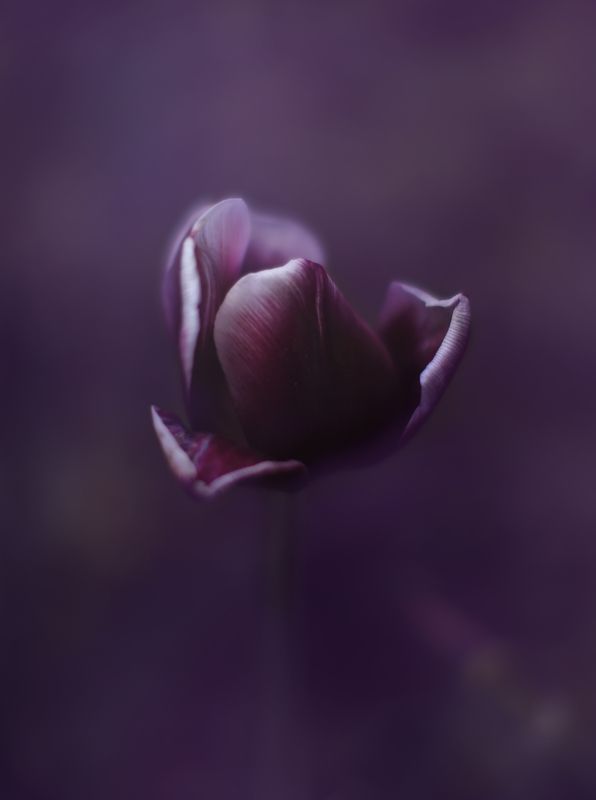 тюльпан, природа, цветы, флора Тюльпанphoto preview