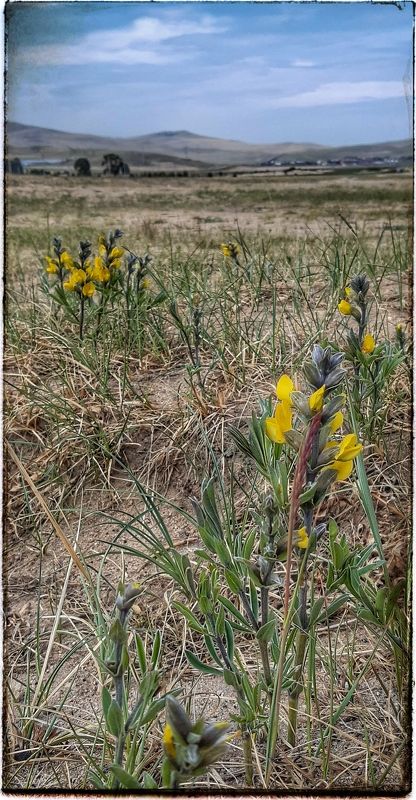 Природа, Ольхон, цветы.  Красота Ольхона.photo preview