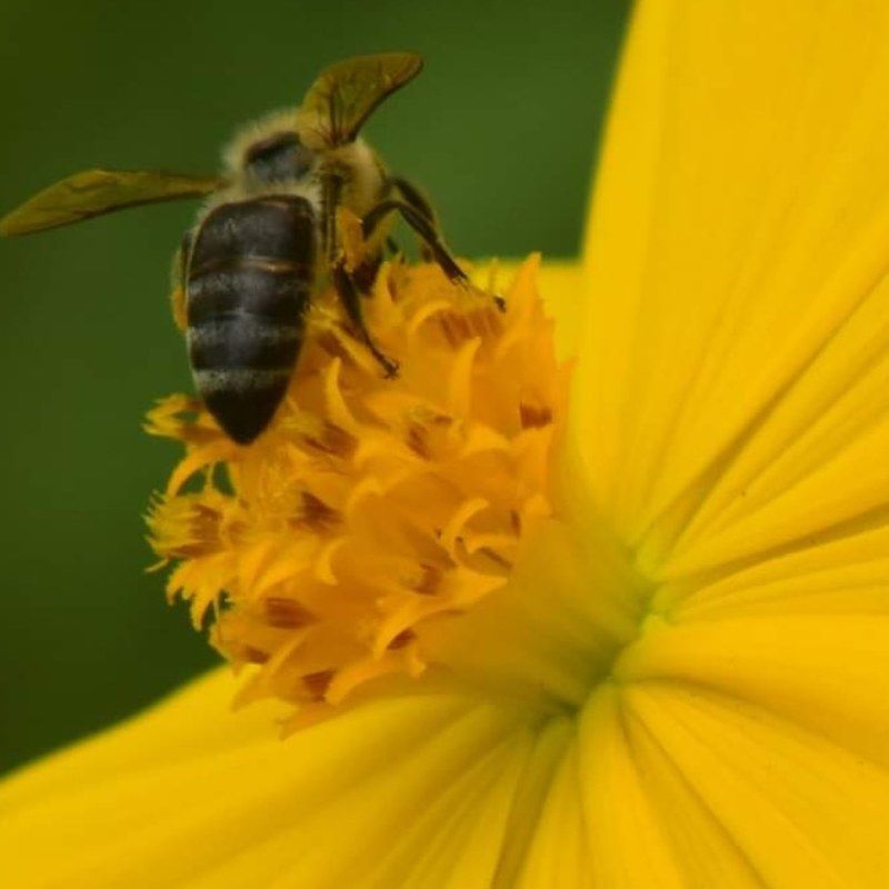 nature,macro,colour,flower Polinizacionphoto preview