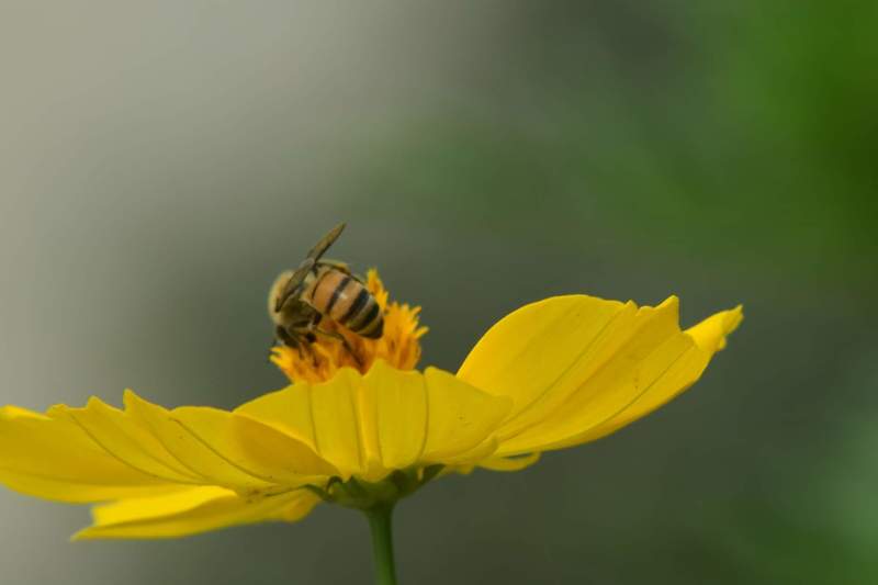 macro,insect,nature,color Polinizacionphoto preview