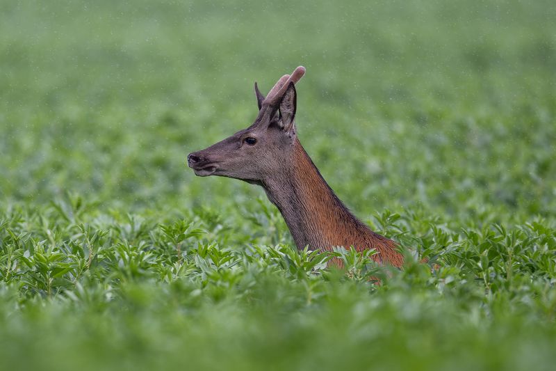 Jaunais briedisphoto preview