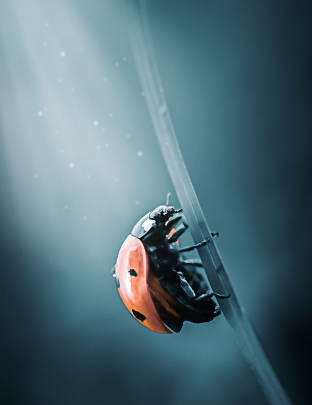 божья коровка, природа, макро, насекомое, синий фон, красный, лето, макро мир, макро съёмка, художественный образ Под лучами светаphoto preview