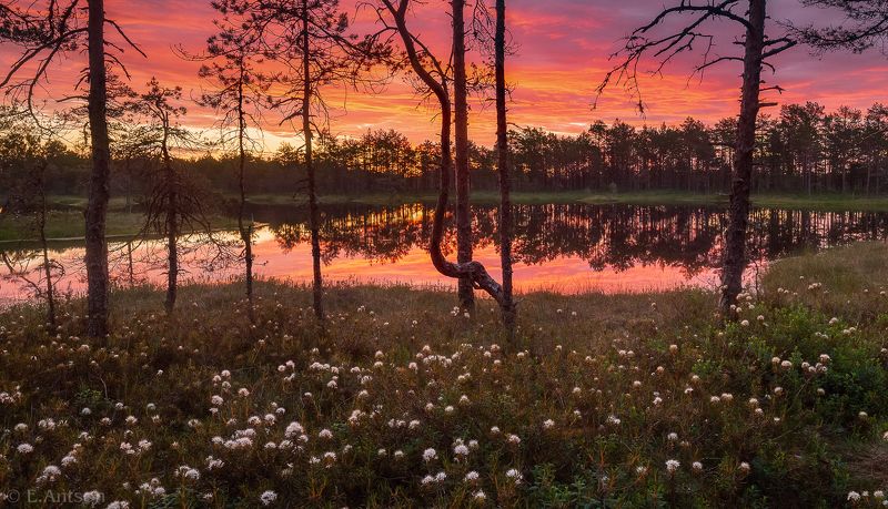 пейзаж, природа, эстония Утро на болотеphoto preview