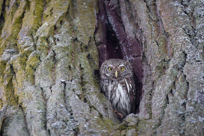 воробьиный сыч неприветливый хозяинphoto preview