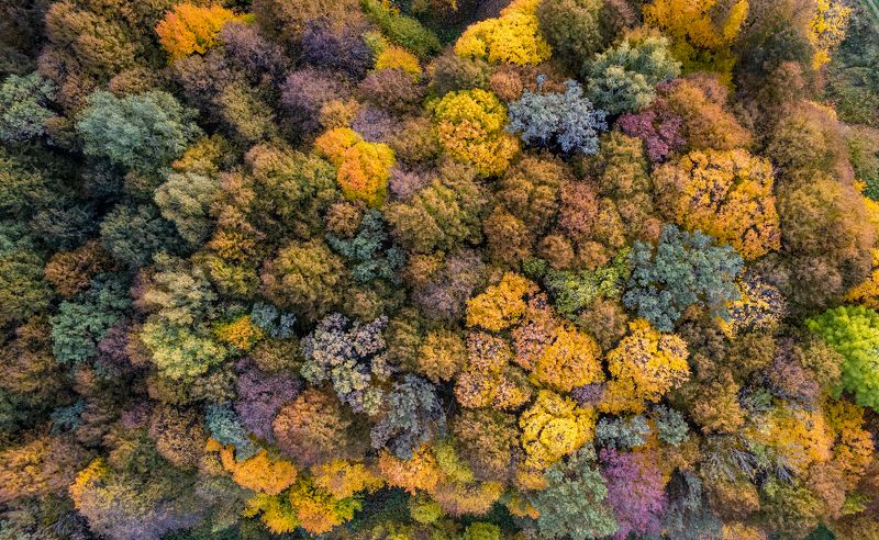 осень, листва, Подмосковье Краски осениphoto preview