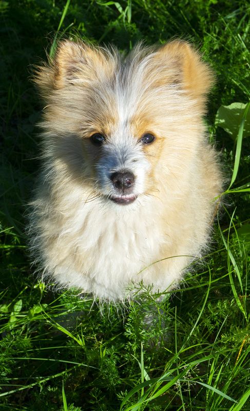 животные, домашние животные, собаки Пушистикphoto preview