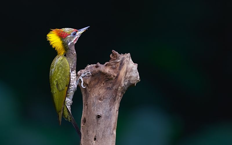 picus chlorolophus Picus chlorolophusphoto preview