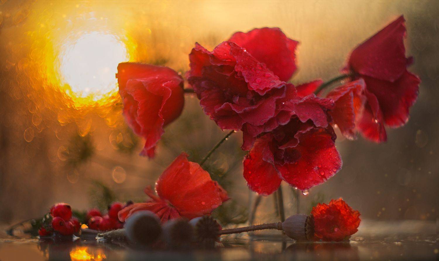 Маки на закате. Автор: Лионелла Зимина маки, закат, смородина, боке, гелиос, Лионелла Зимина