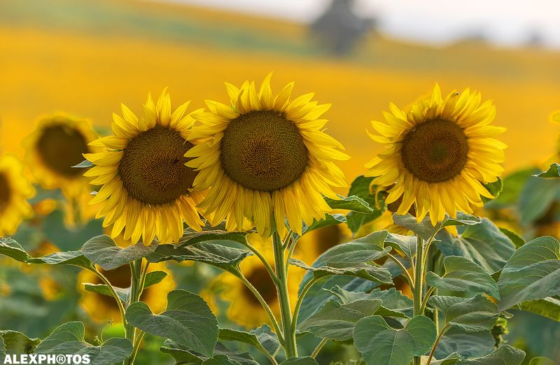 Солнечный закатphoto preview