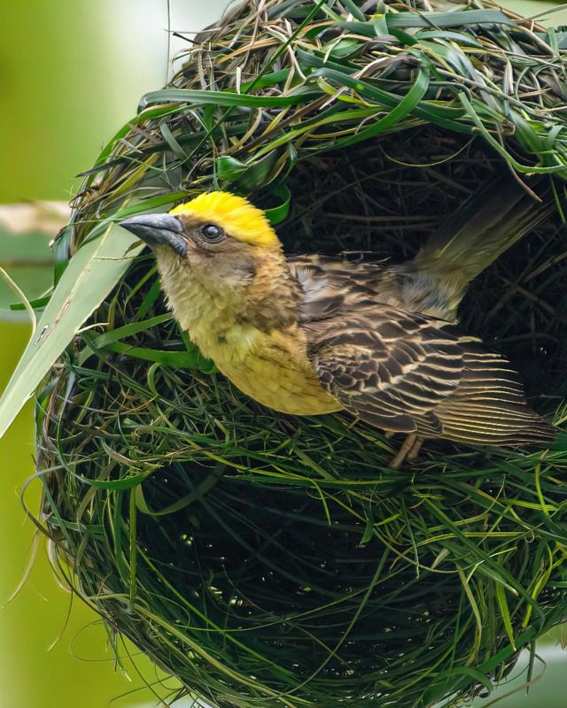 A collection of wildlife photographs from various parts of the countryphoto preview