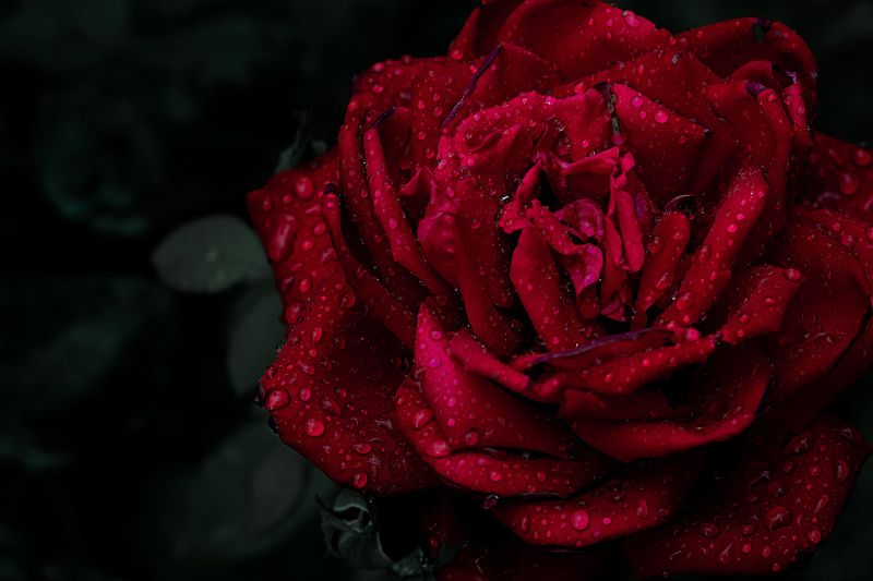 После дождяphoto preview