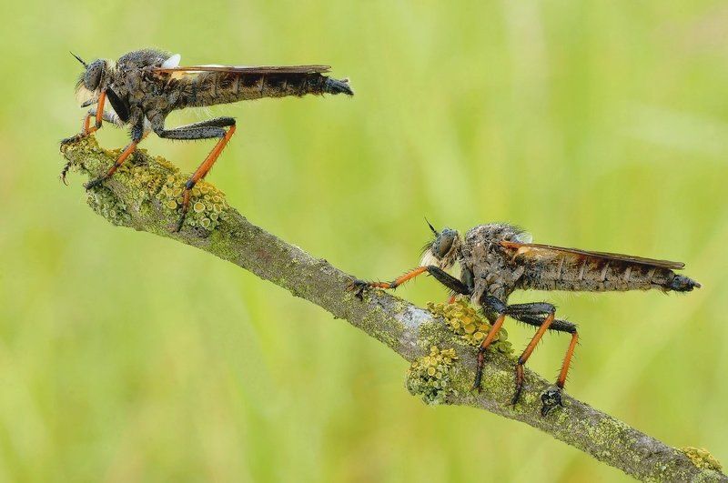 охотникиphoto preview