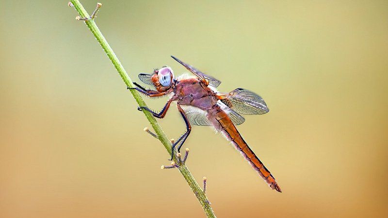 Alone Dragonphoto preview