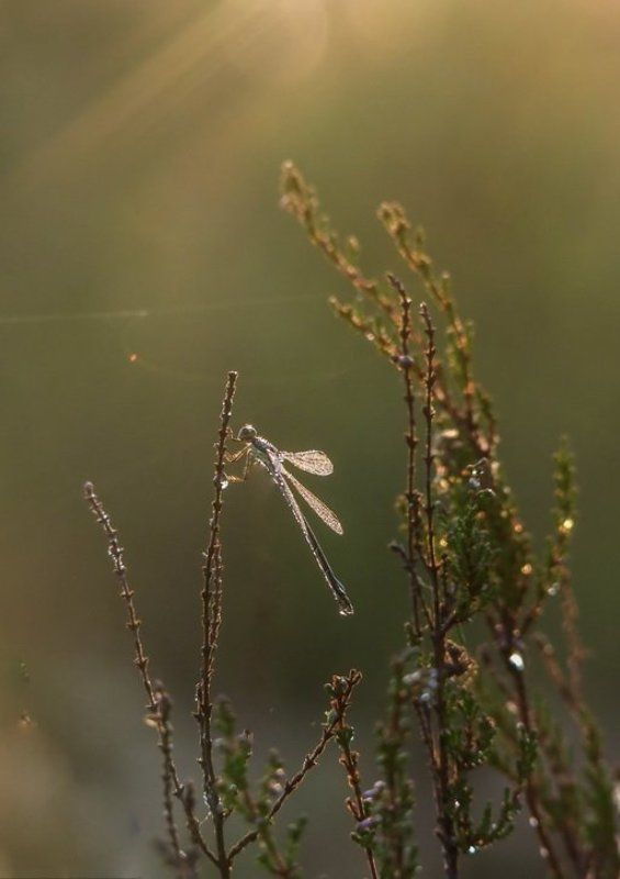 Сияющее утроphoto preview