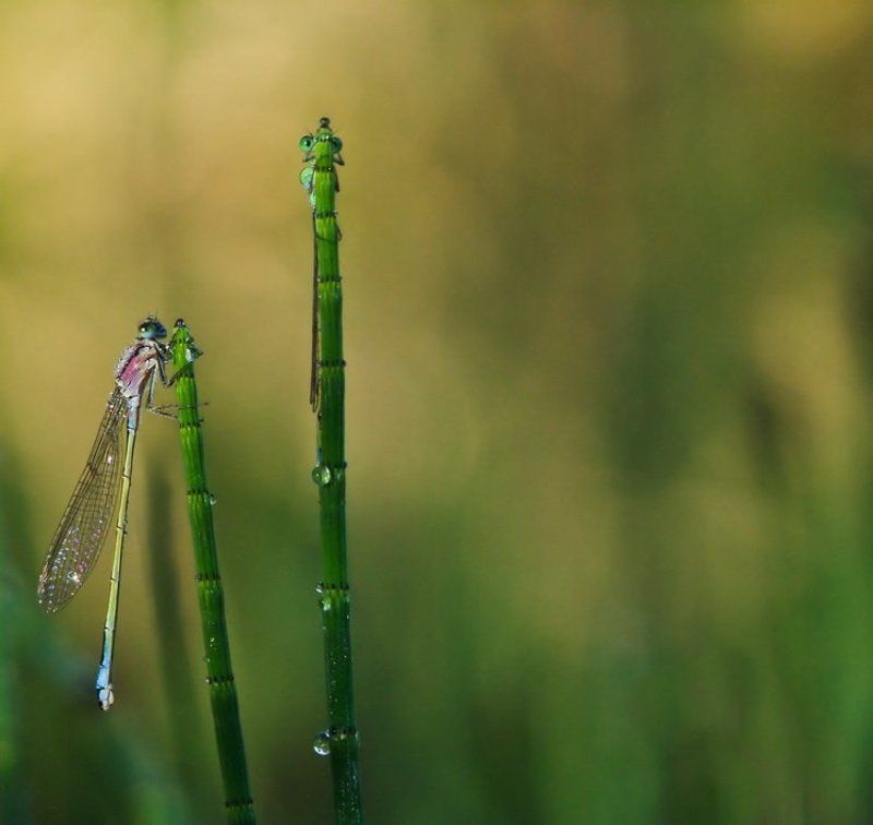 В профиль и в анфасphoto preview