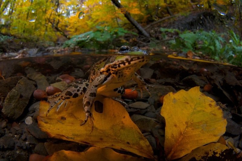 Лягушкино царствоphoto preview