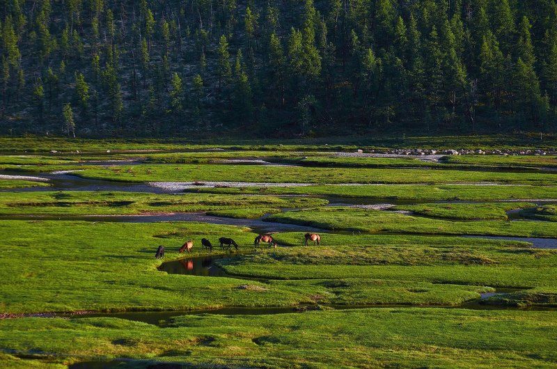 Бурятия, Горы, Лес, Лошади, Поля, Река Кони и поляphoto preview