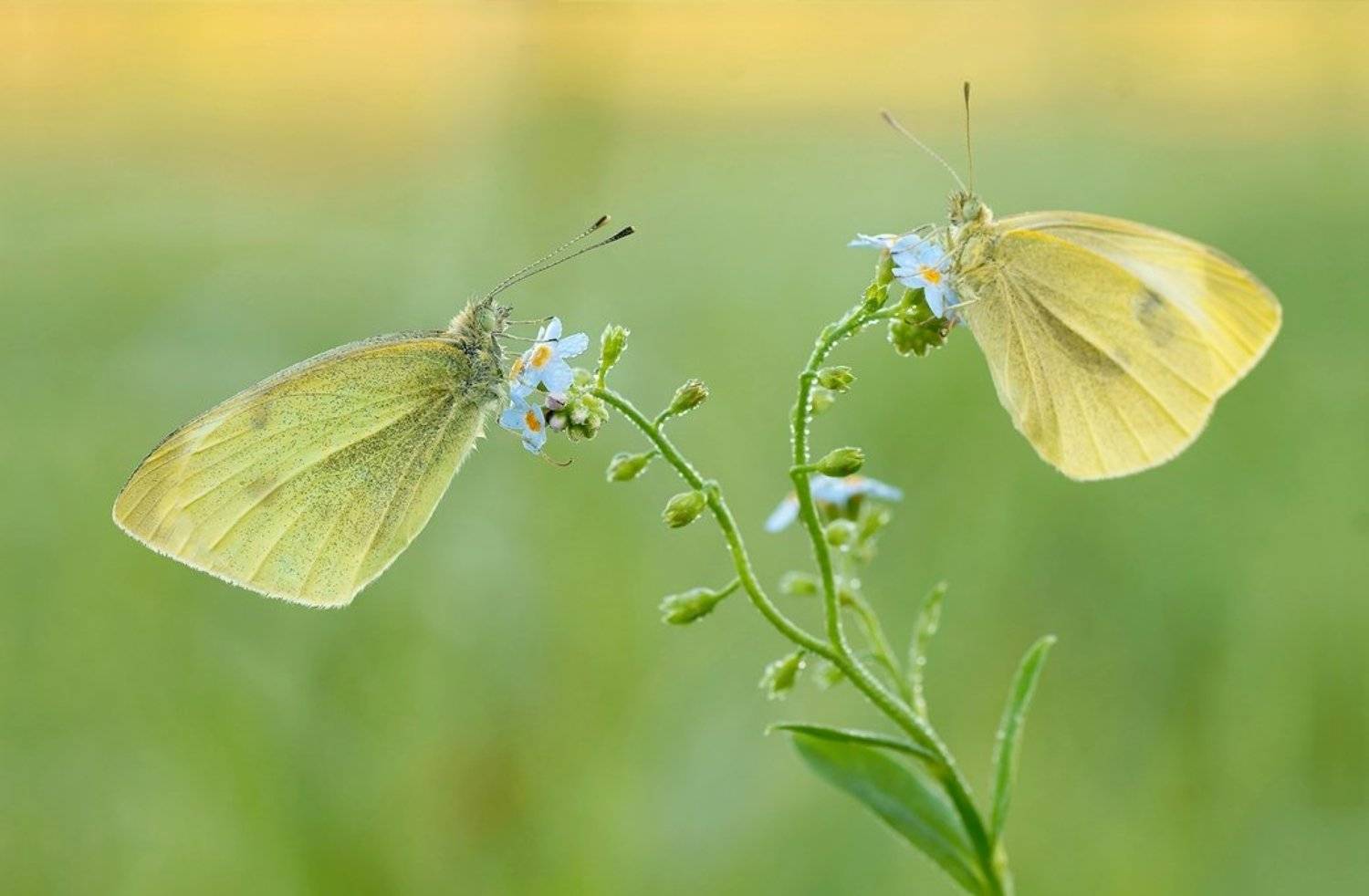 В осеннем настроении .... Автор: Zbyszek Walkiewicz , Zbyszek Walkiewicz