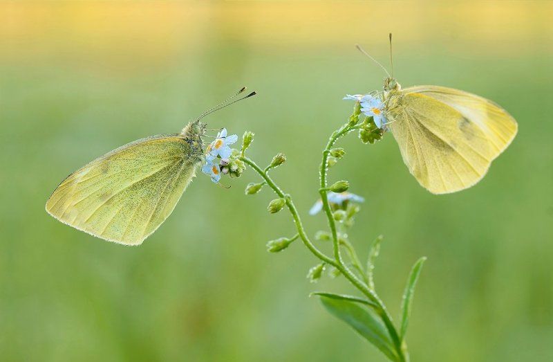 В осеннем настроении ... фото превью