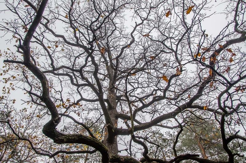 Ветки, Дерево, Деревья, Осень Сплетенье судебphoto preview