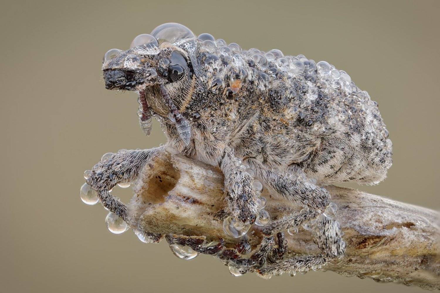 , Вадим Ходаковский