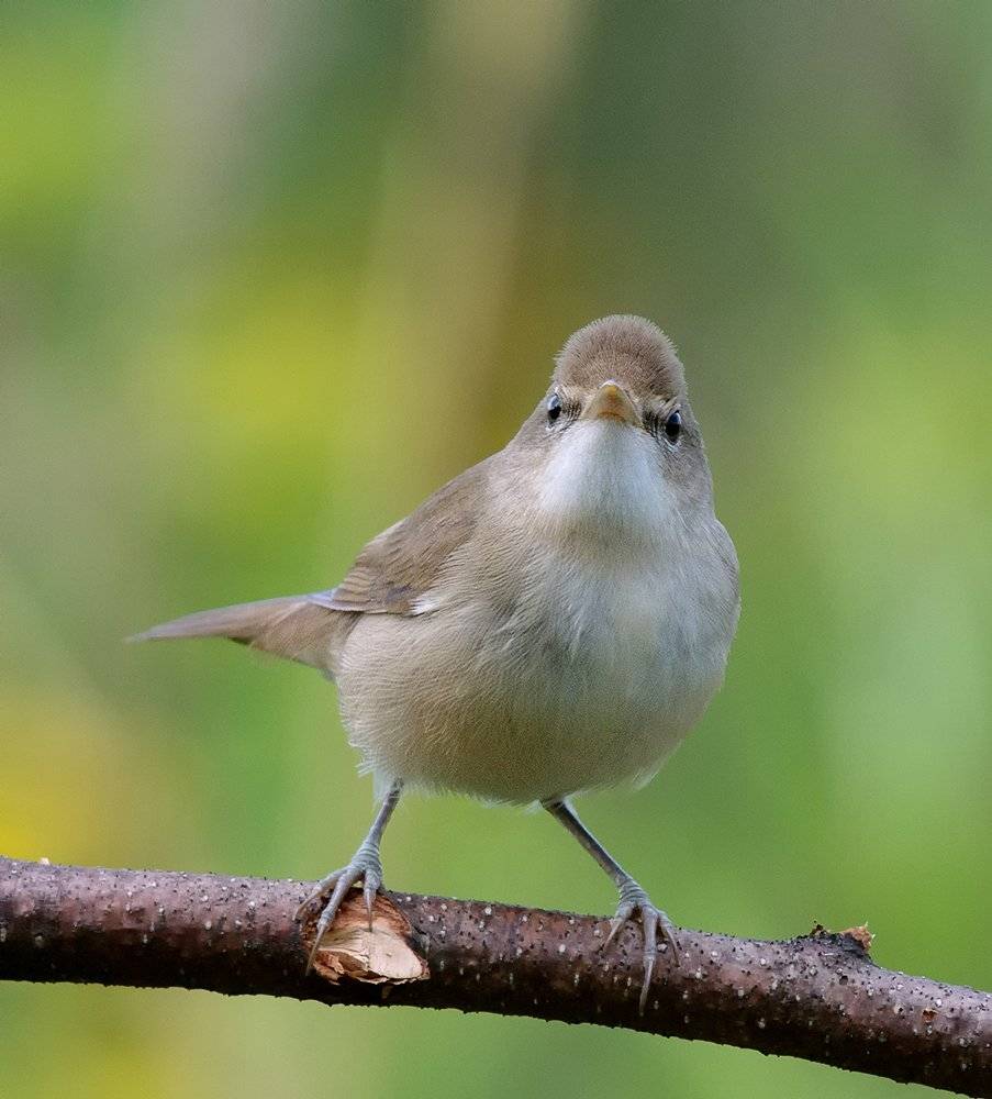 ***. Автор: Alexey Gnilenkov , Alexey Gnilenkov