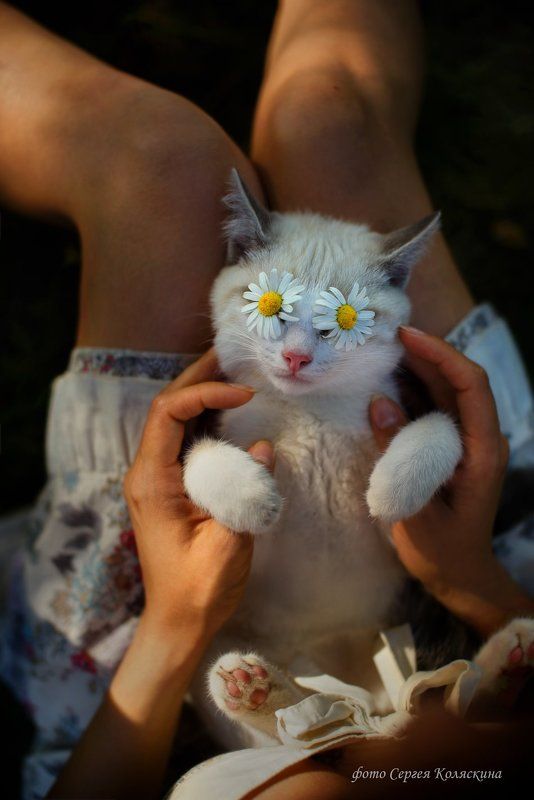 Девочка, Кот, Котик, Кошка, Ромашки, Сергей коляскин, Солнце Солнечный сон доброго Котаphoto preview