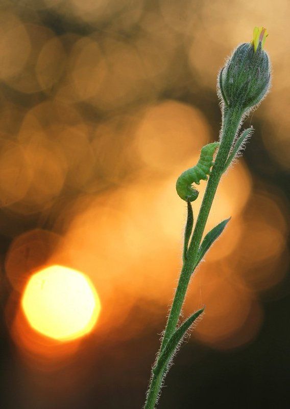 Поклон солнцуphoto preview