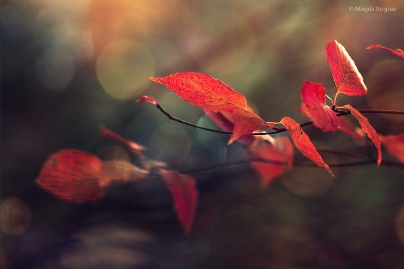 In the Evening Lightphoto preview