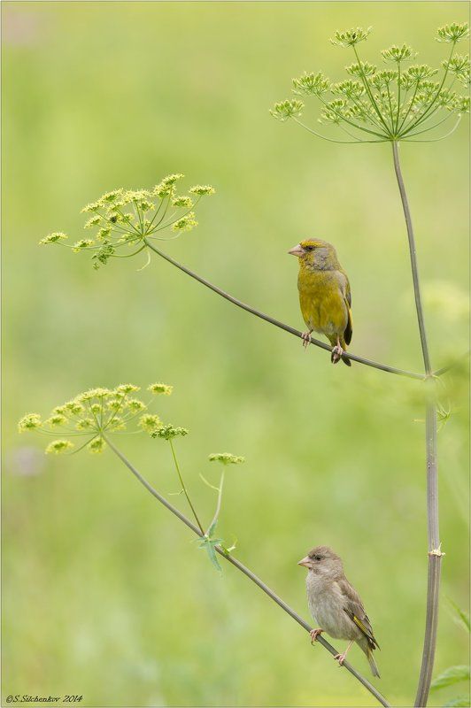Зеленушка, Птицы Ты на одном, ну а я на другом...photo preview