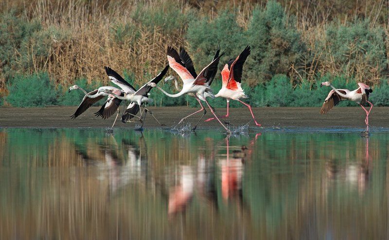 Фламингоphoto preview