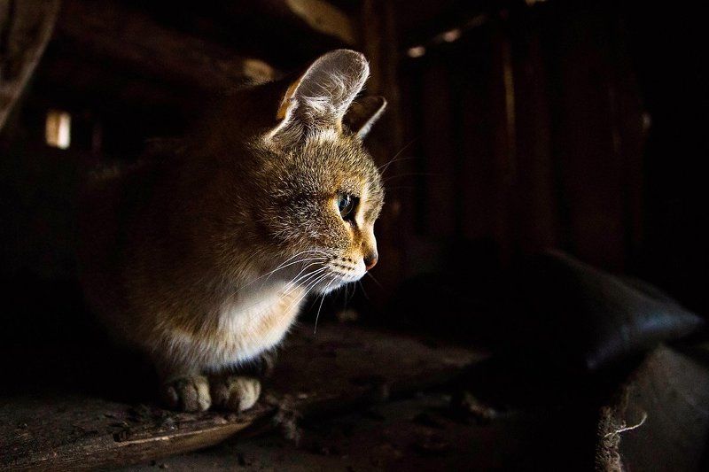 животное, животные, кот, кошка Старший по сараюphoto preview