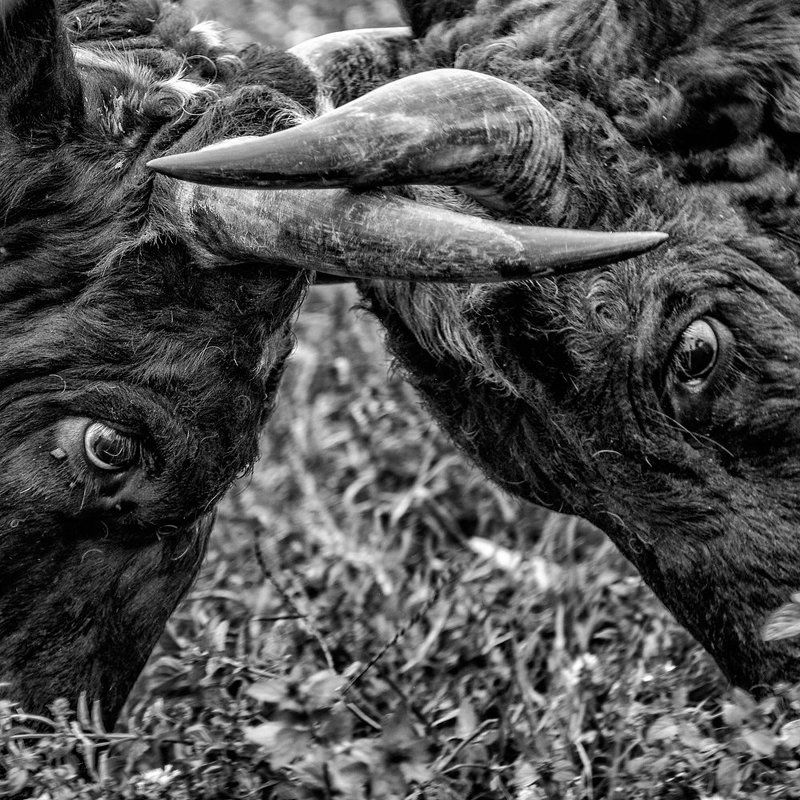 Bullfight Dramaphoto preview