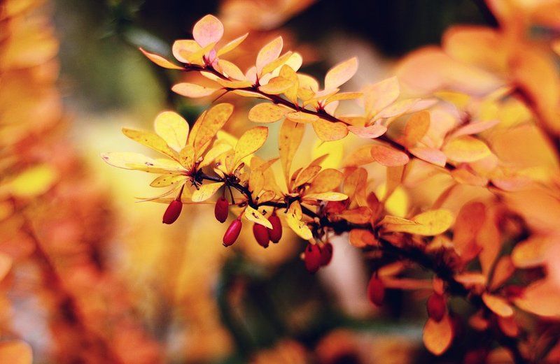 Барбариски фото превью