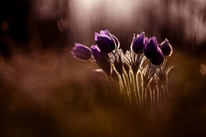 прострел раскрытый о сон-травеphoto preview