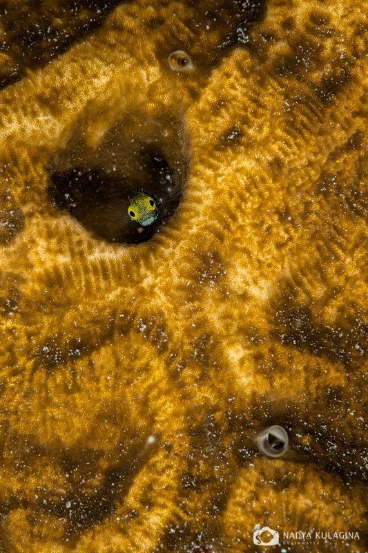 Secretary blenny Кто в тереме живет?photo preview