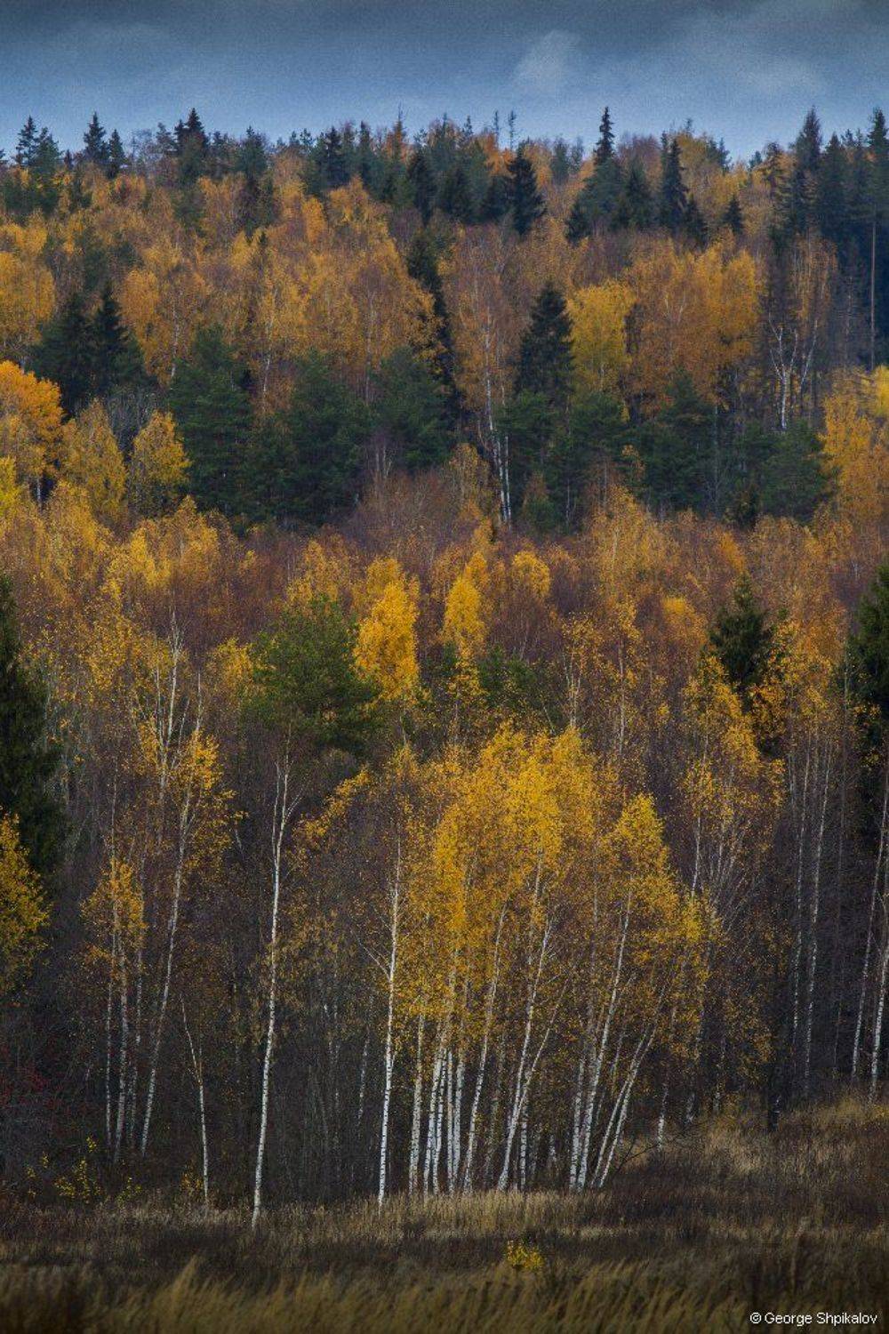 Осенний лес. Автор: George Shpikalov , George Shpikalov