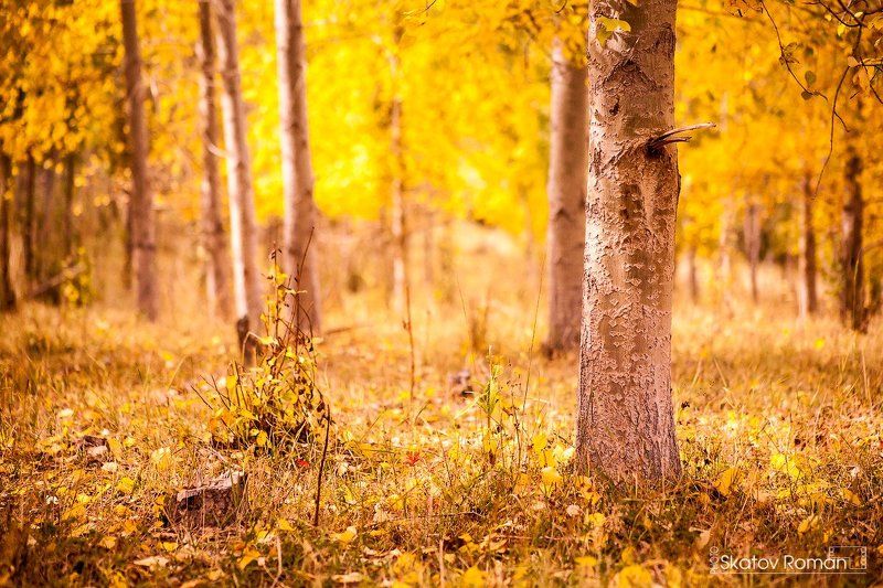Береза, Каракольское ущелье, Кыргызстан, Лес, Листья, Осень Осень в горах.photo preview