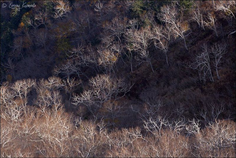 Гора острая, Каменная береза, Осень, Сахалин Облетелиphoto preview